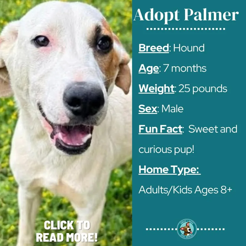 Palmer