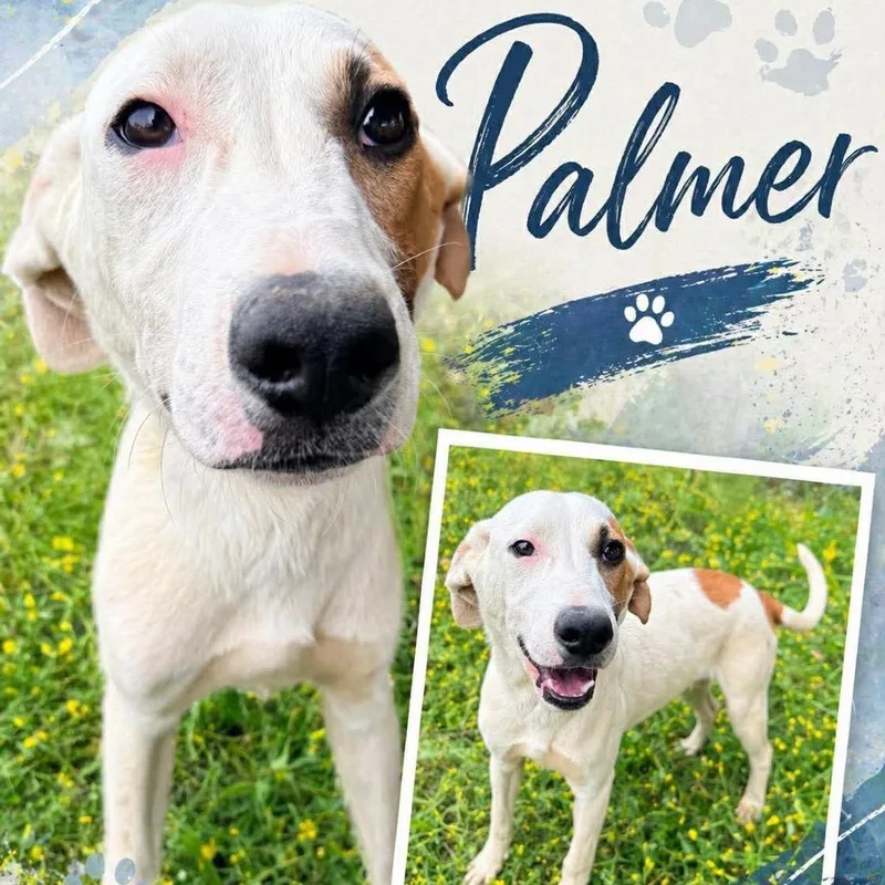 Palmer thumbnail 2