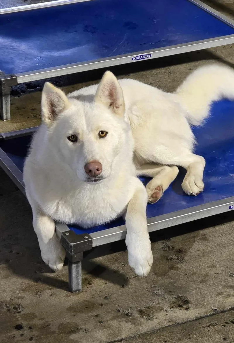 Wave: Ridge Dog Graduate