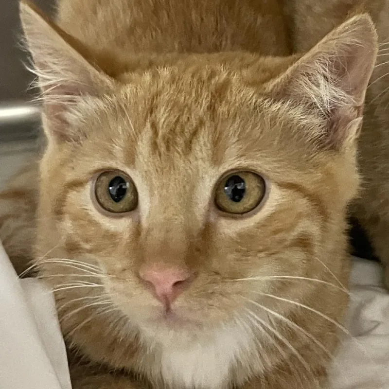 A baby small-sized female Orange / Red Domestic Short Hair cat named Abbie for adoption in Buffalo, WY