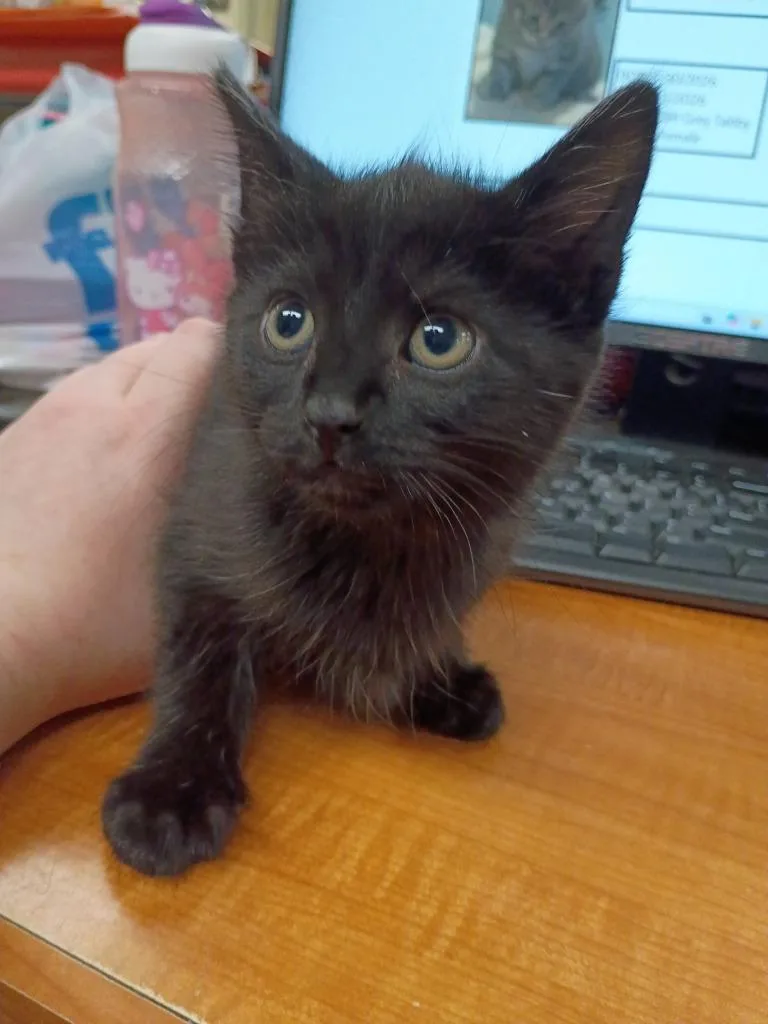 A baby medium-sized female Domestic Short Hair cat named Sheba for adoption in Hamilton, OH
