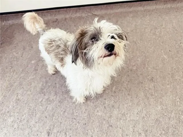 A young small-sized male Lhasa Apso dog named Chris for adoption in Saint Louis, MO