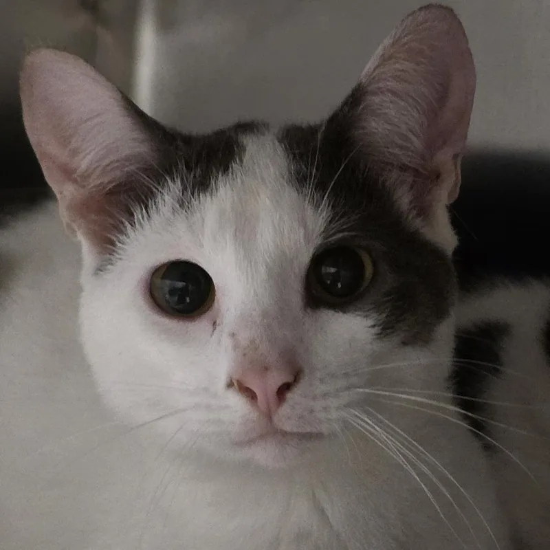 A young medium-sized male White Domestic Short Hair cat named Patches for adoption in Kennebunk, ME