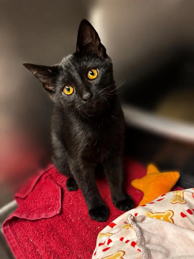 A baby small-sized male Domestic Short Hair cat named Jalapeno for adoption in Lima, OH