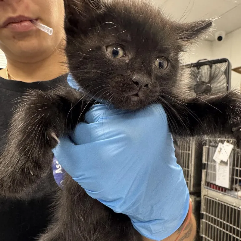 A baby small-sized male Black Domestic Short Hair cat named Jones for adoption in Newark, NJ