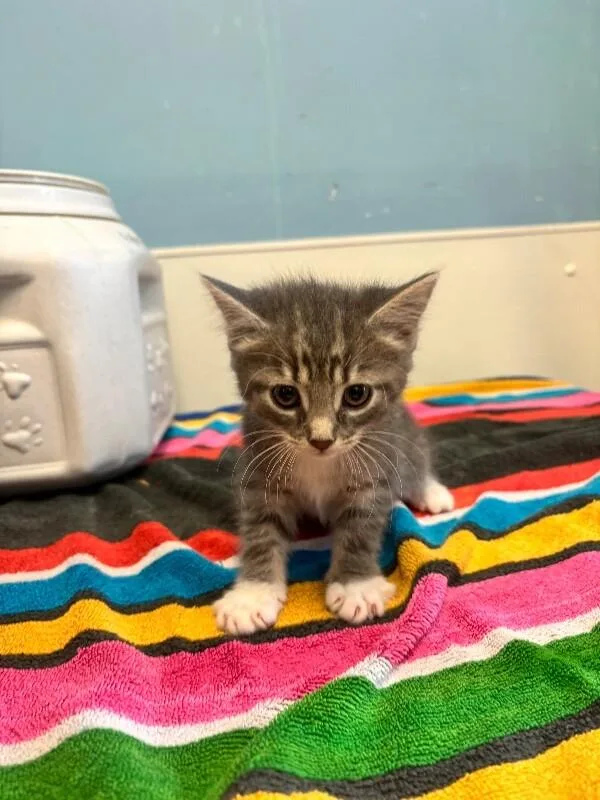 A young medium-sized female Tabby (Gray / Blue / Silver) Domestic Medium Hair cat named Mitzy for adoption in Supply, NC