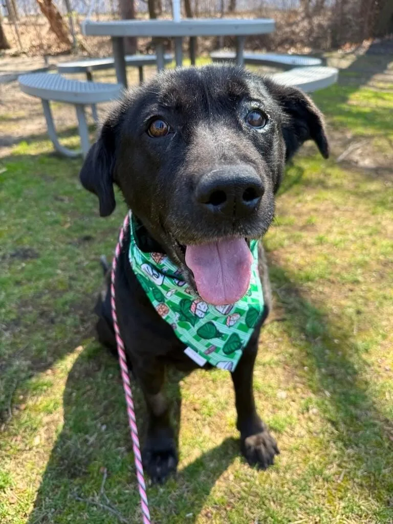 A senior large-sized female Black Labrador Retriever dog named Luna for adoption in Teterboro, NJ