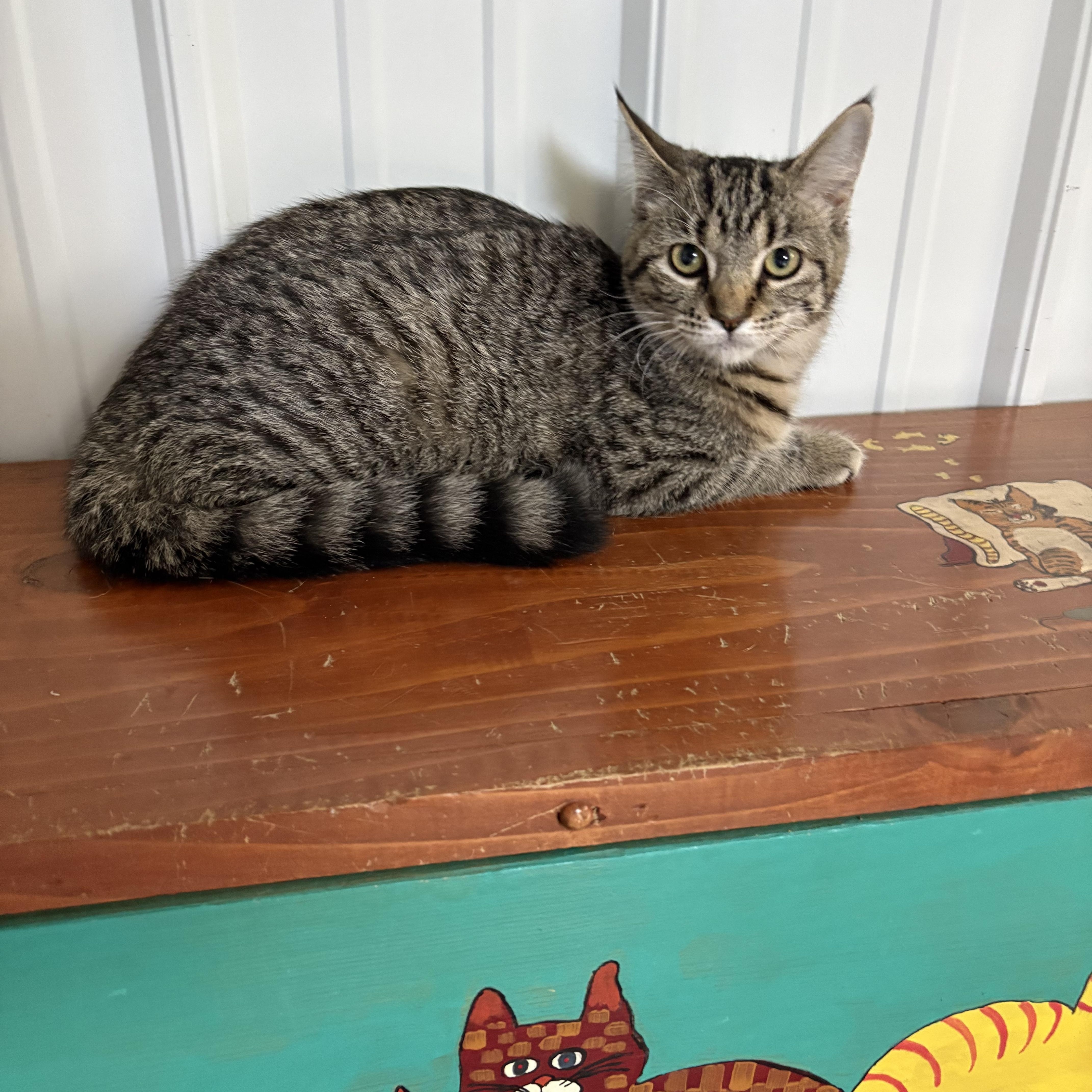 A young medium-sized female American Shorthair cat named Evie for adoption in Big Rapids, MI