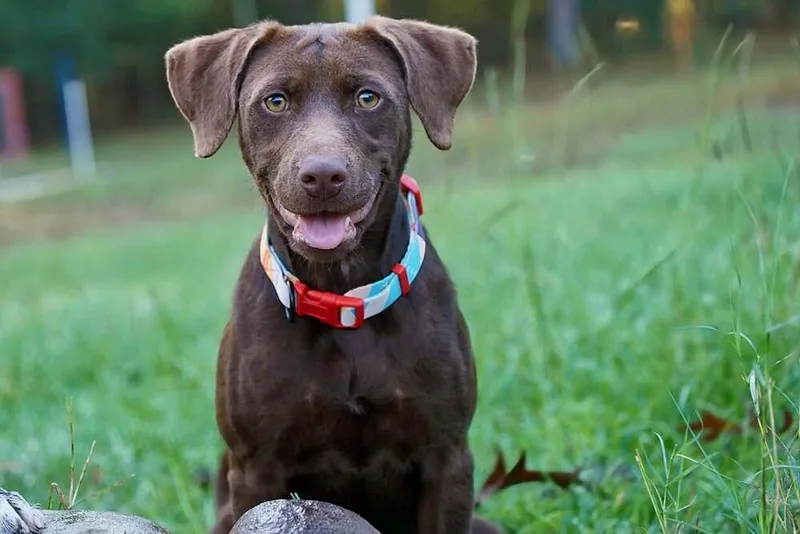 A baby medium-sized female Brown / Chocolate Labrador Retriever dog named Callie for adoption in Statesboro, GA