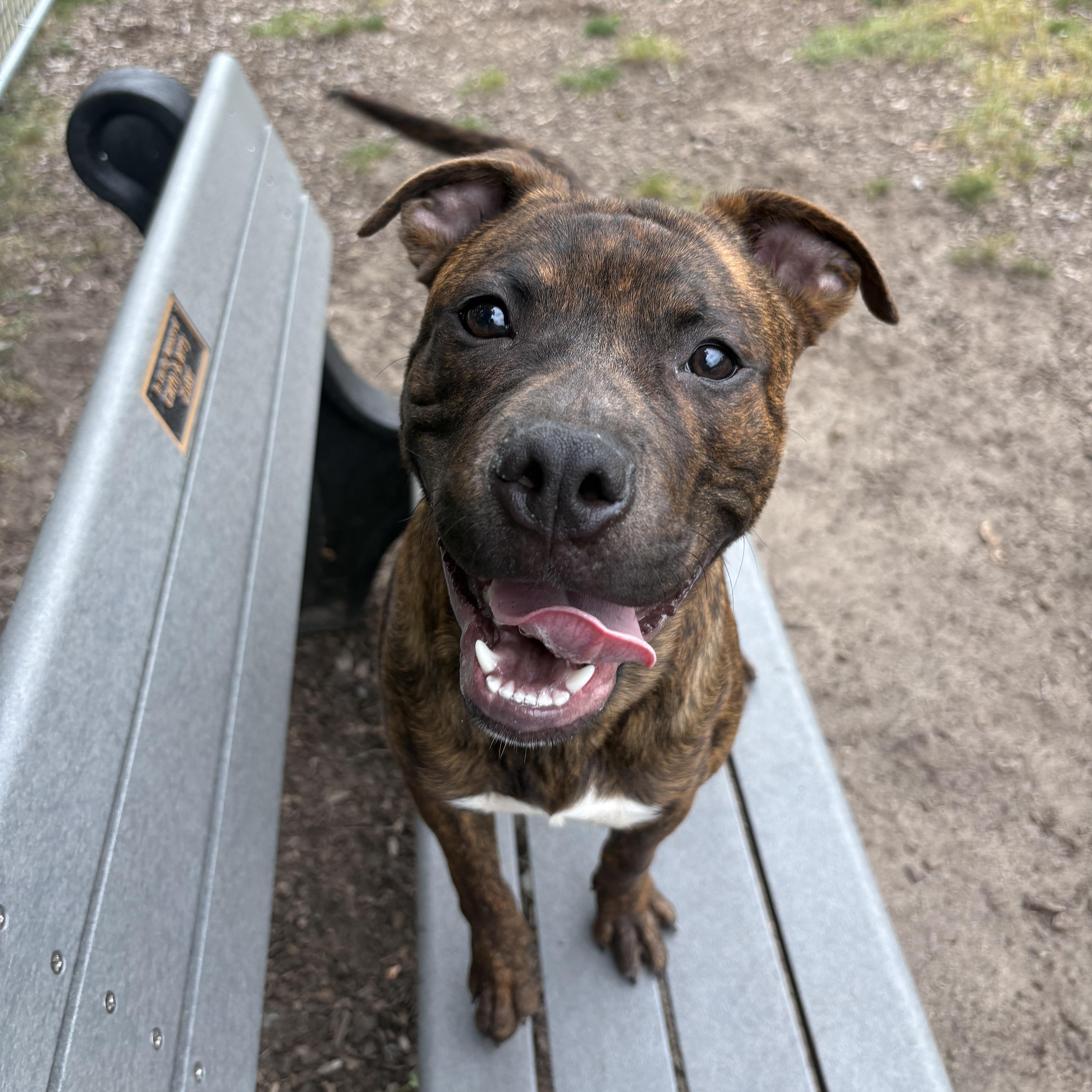 A young medium-sized male Brindle Mixed Breed dog named Juda for adoption in Mount Pleasant, MI