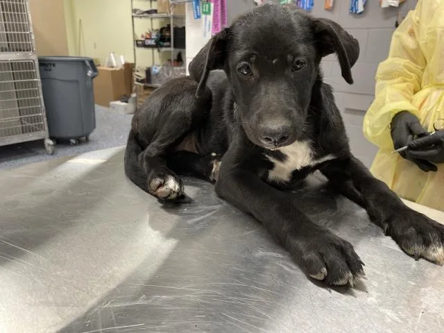 A baby small-sized female German Shepherd Dog dog named Willow for adoption in Riverside, CA