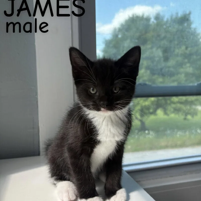 A baby small-sized male Black & White / Tuxedo Domestic Short Hair cat named James for adoption in Winchendon, MA