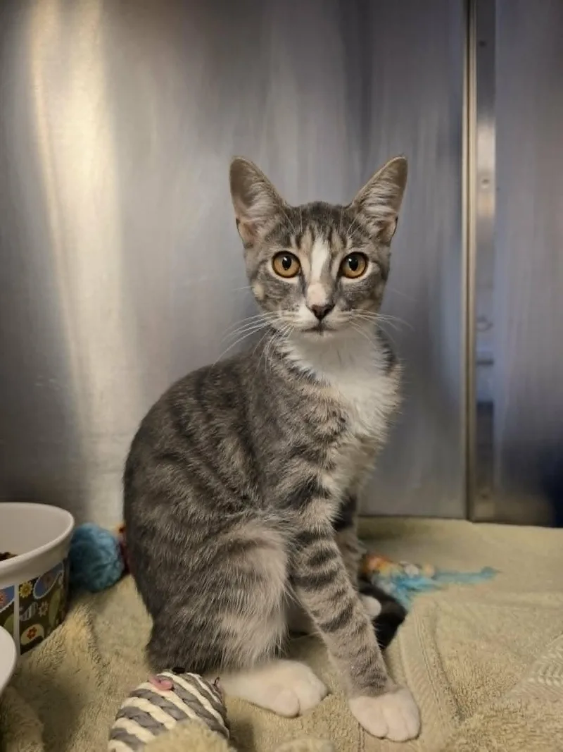 A young medium-sized female Tabby (Gray / Blue / Silver) Domestic Short Hair cat named Kimchi for adoption in Umatilla, FL