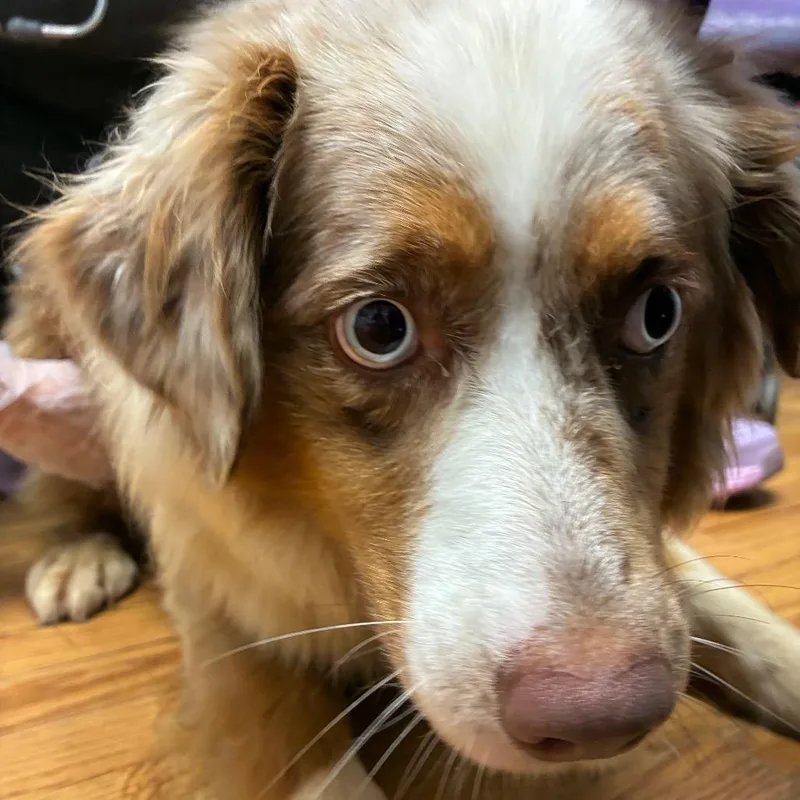 An adult medium-sized female Red / Chestnut / Orange Australian Shepherd dog named Snip for adoption in Northbrook, IL