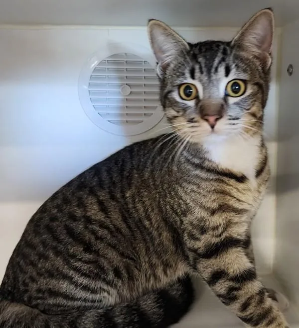 An adult medium-sized male Domestic Short Hair cat named King for adoption in El Cajon, CA