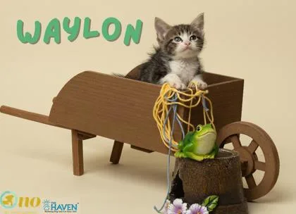 Waylon thumbnail 2