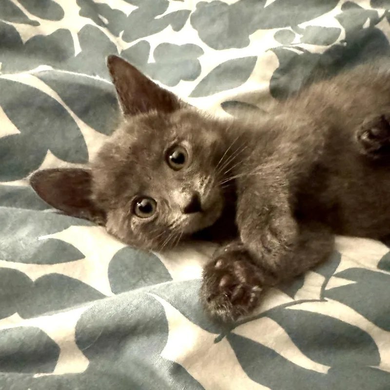 A baby small-sized male Domestic Medium Hair cat named Oliver for adoption in Las Vegas, NV