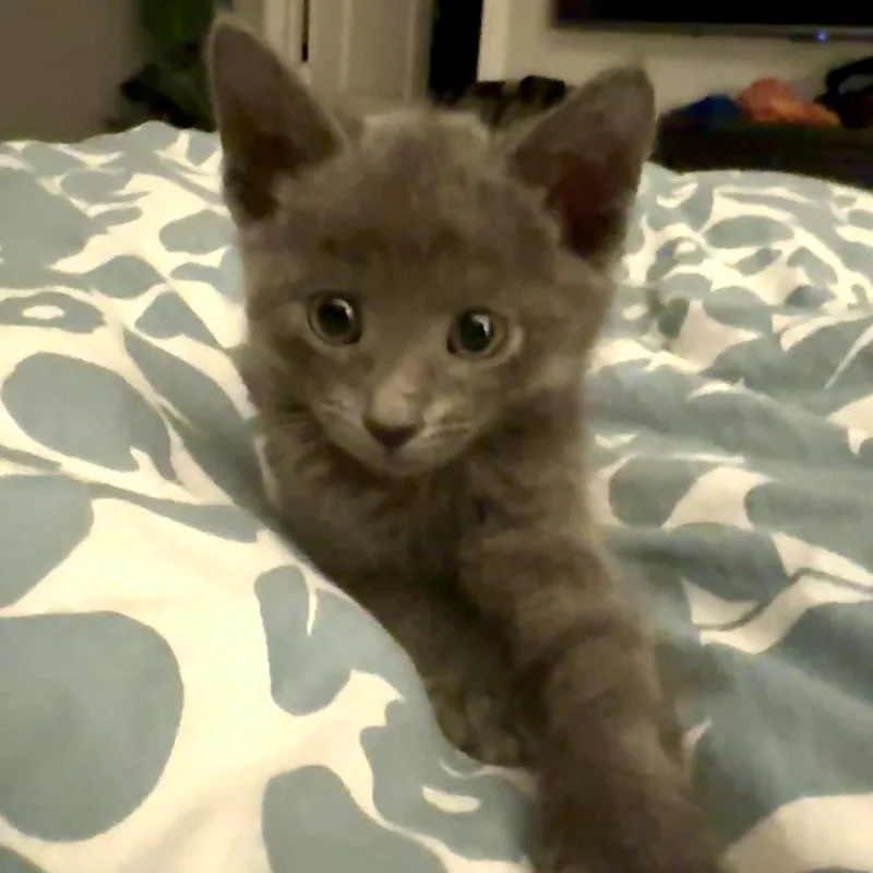 Oliver thumbnail 2