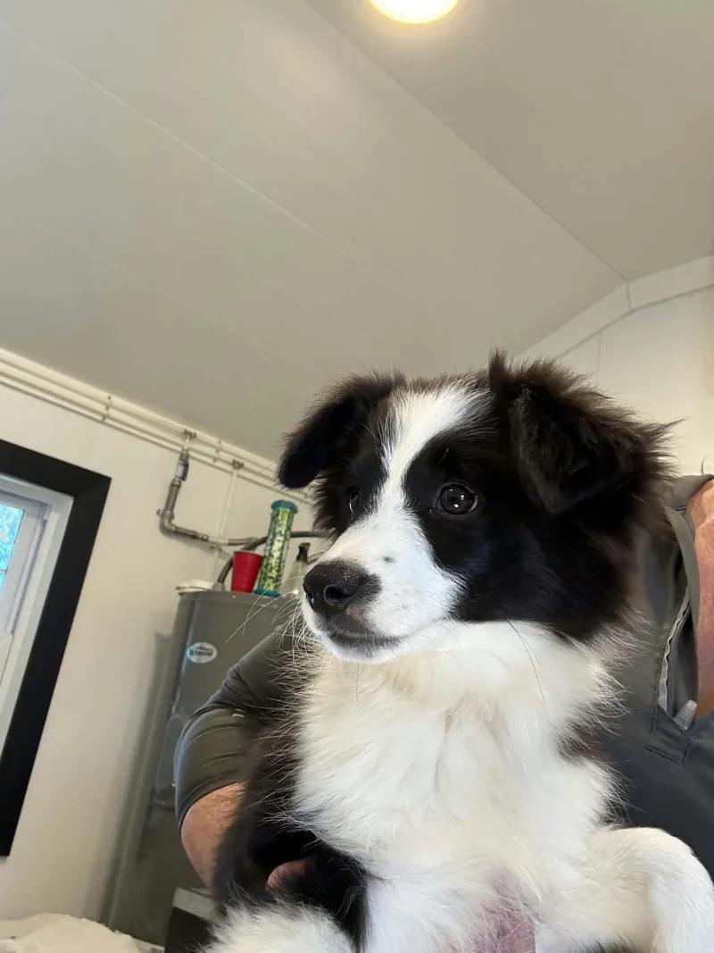 A baby small-sized female American Eskimo Dog dog named Julia for adoption in Havertown, PA