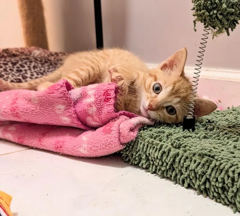 A baby small-sized male Tabby (Orange / Red) Domestic Short Hair cat named Jack Osbourne for adoption in Lake Wylie, SC