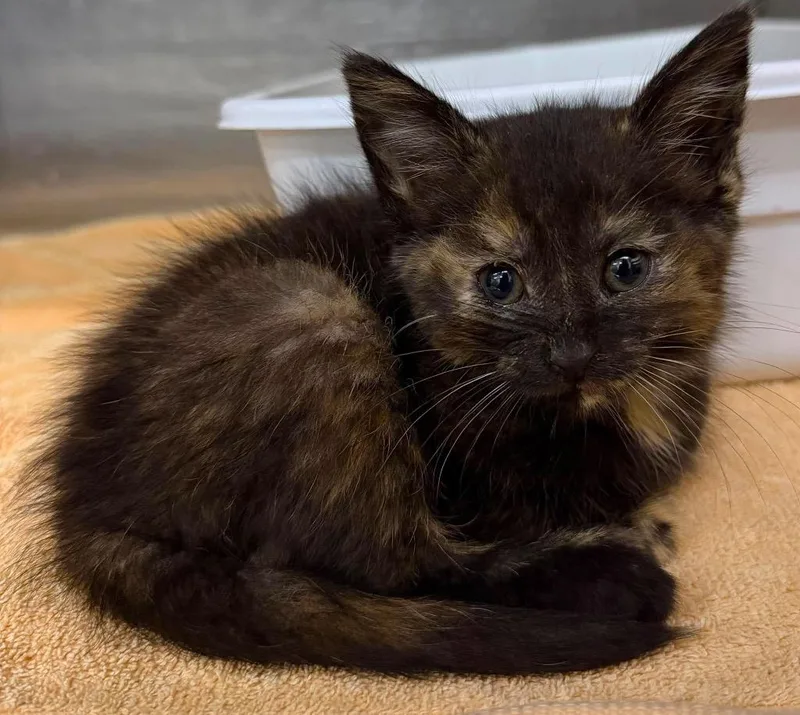 A baby small-sized female Domestic Short Hair cat named Tori for adoption in Lagrange, IN
