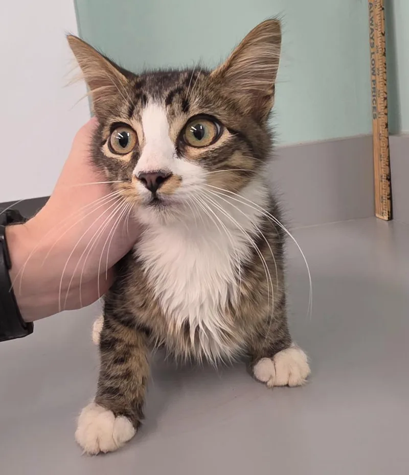 A baby small-sized male Domestic Short Hair cat named Kyle for adoption in Athens, TN