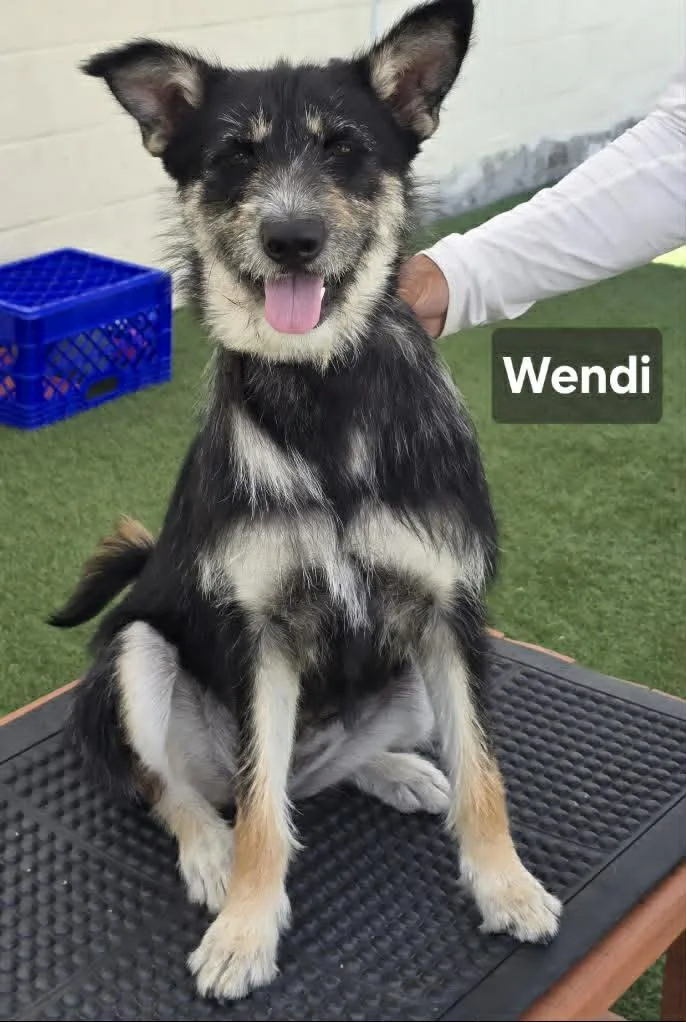 An adult medium-sized female German Shepherd Dog dog named Wendy for adoption in Visalia, CA