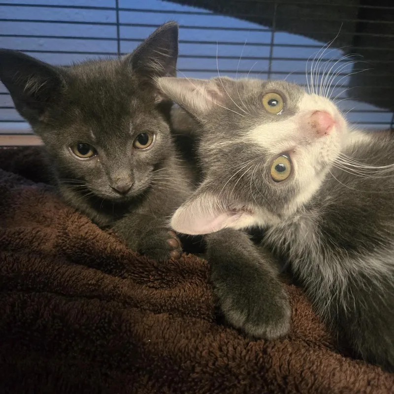 A baby small-sized male Gray / Blue / Silver Domestic Short Hair cat named Bob for adoption in Desert Hot Springs, CA