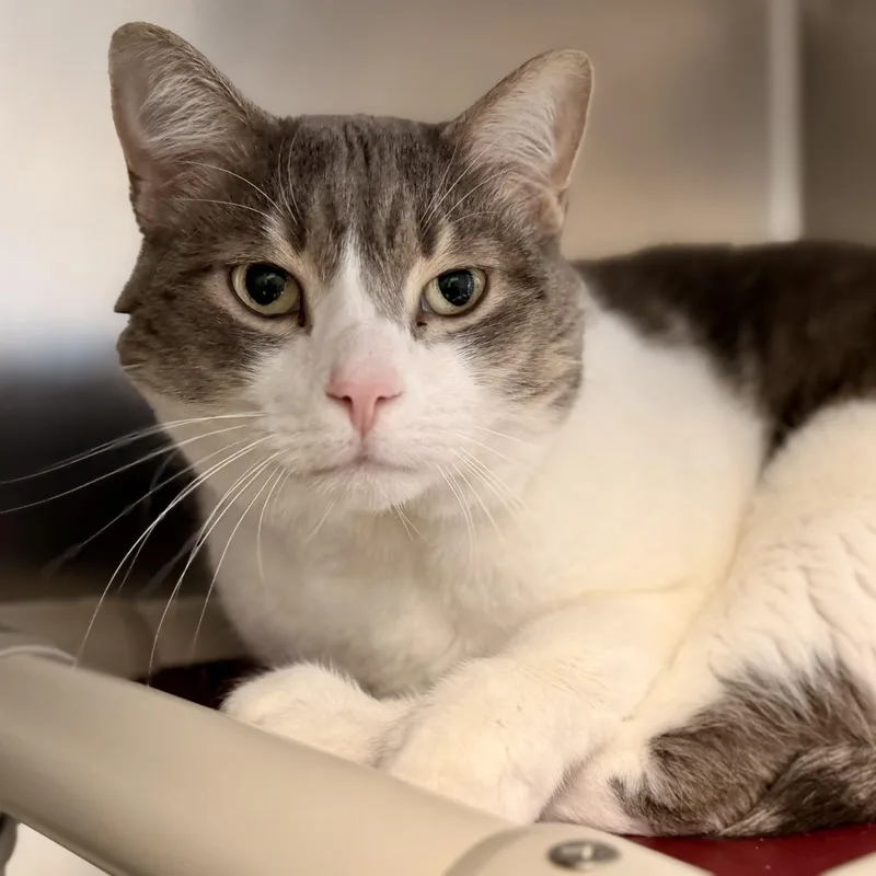 An adult large-sized male Gray & White Domestic Short Hair cat named Jake for adoption in Manahawkin, NJ