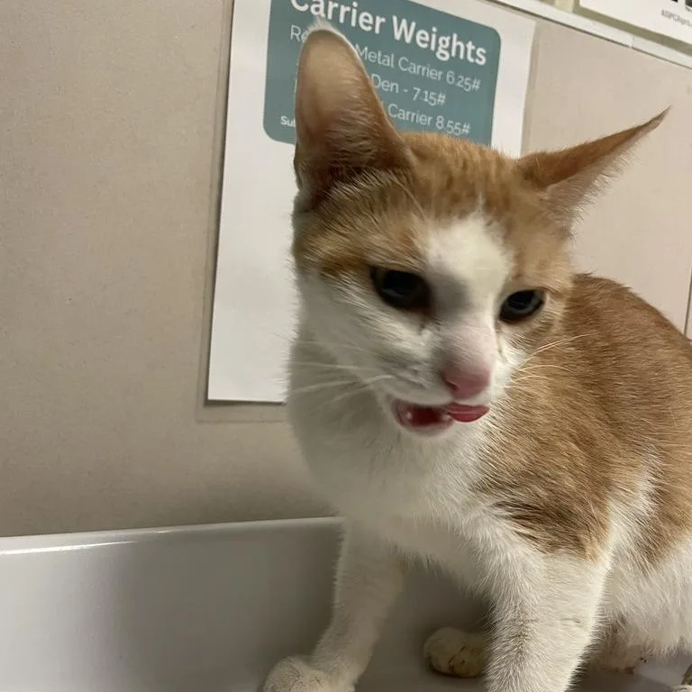 A young medium-sized female Orange / Red Domestic Short Hair cat named Tarte for adoption in Chicago, IL