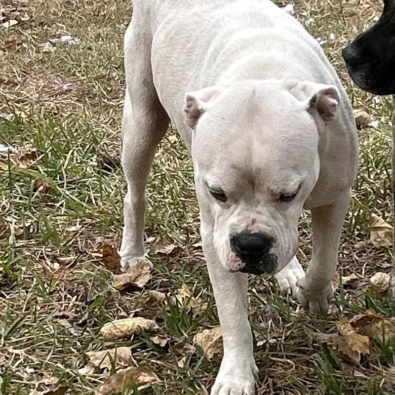 Big Daddy thumbnail 2