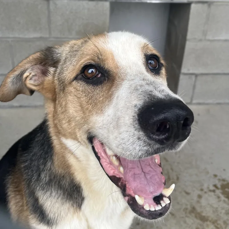 An adult large-sized male Yellow / Tan / Blond / Fawn Shepherd dog named Scout for adoption in Bristol, IN
