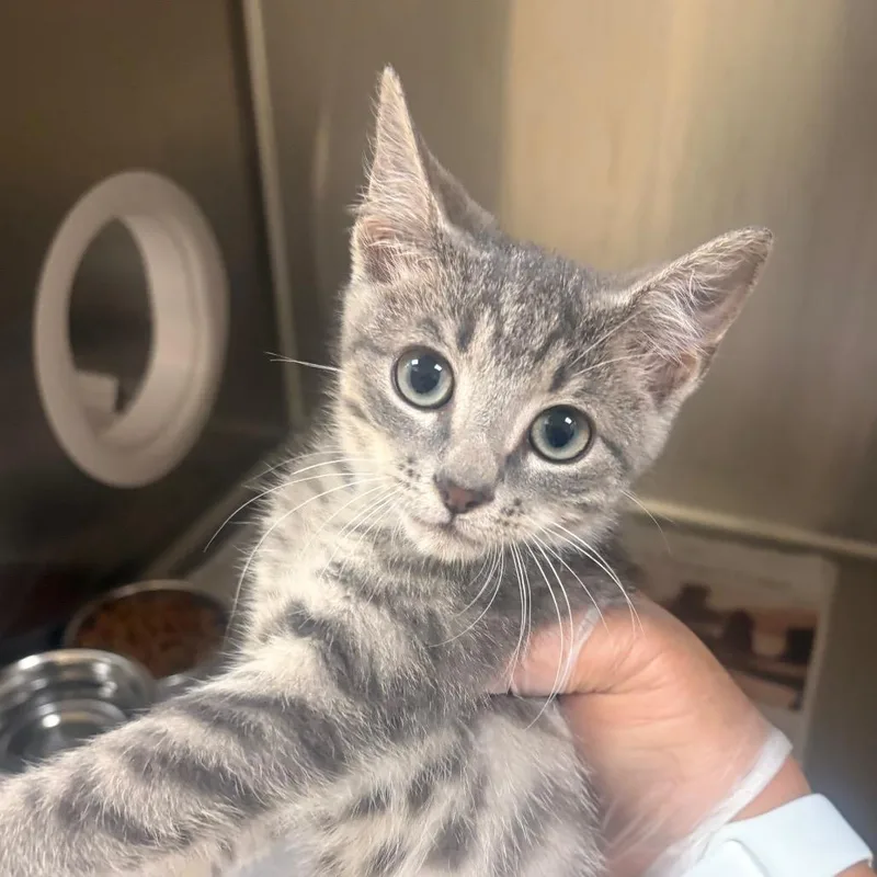 A baby small-sized male Gray / Blue / Silver Domestic Short Hair cat named Jacqui Briggs for adoption in Winston-Salem, NC