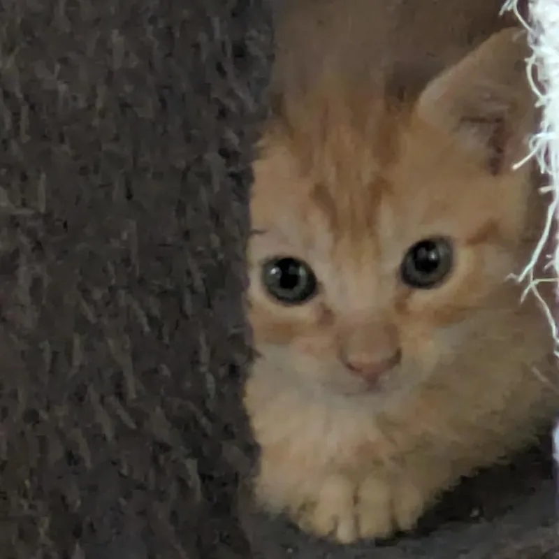 A baby small-sized male Orange / Red Domestic Short Hair cat named Navel for adoption in Fort Lauderdale, FL