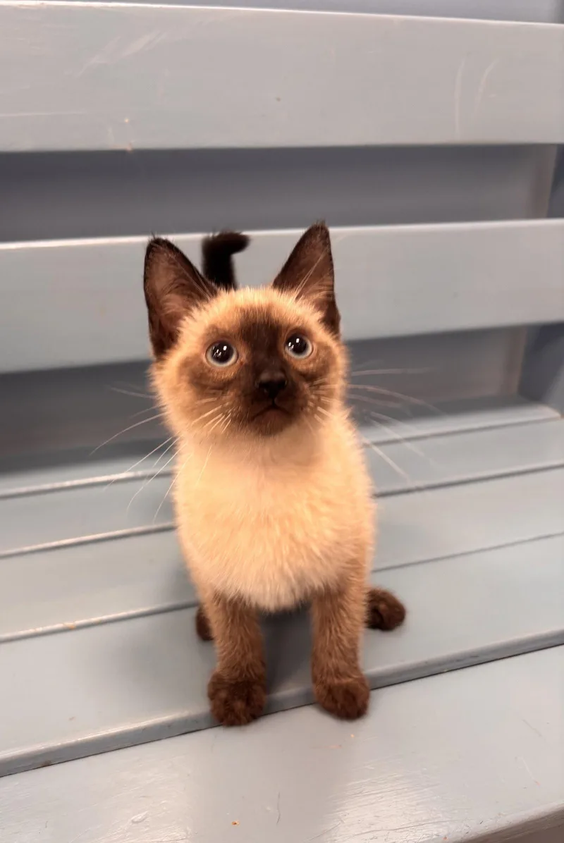 A young medium-sized male Buff / Tan / Fawn Siamese cat named Sourdough for adoption in Georgetown, KY