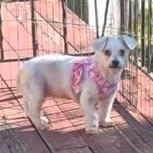 A senior small-sized female Maltese dog named Maggie for adoption in Tunkhannock, PA