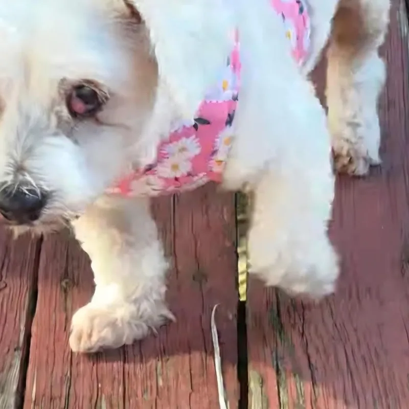 Maggie thumbnail 2