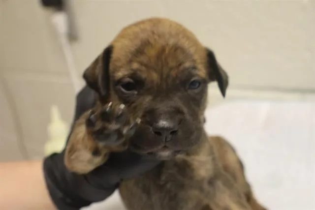 A baby small-sized female Mixed Breed dog named Celeste for adoption in Columbia, SC