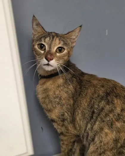 An adult small-sized female Domestic Short Hair cat named Goldfish for adoption in Westland, MI