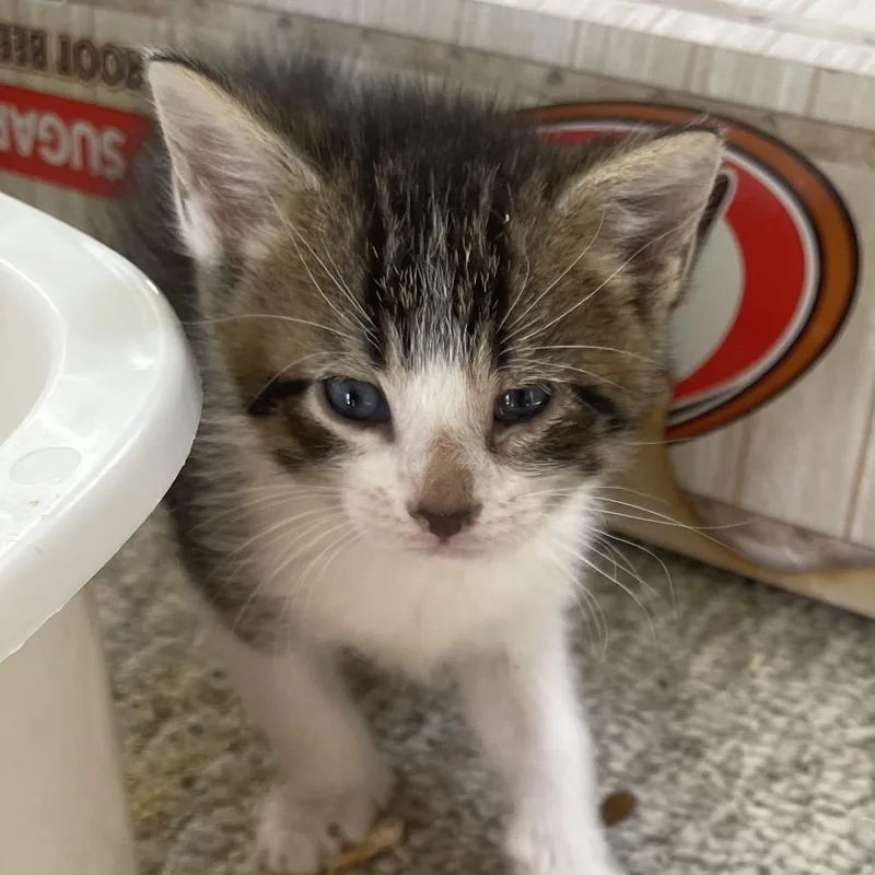 A baby medium-sized male Brown / Chocolate Domestic Short Hair cat named Olive for adoption in Troy, IL