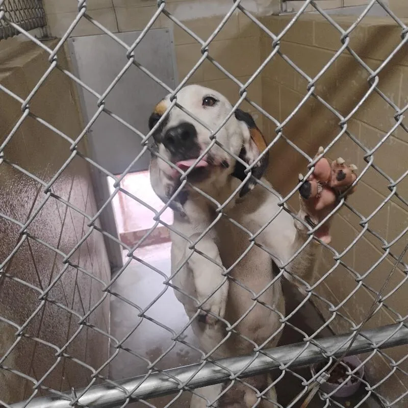 An adult medium-sized male Coonhound dog named Copper for adoption in Paris , TN