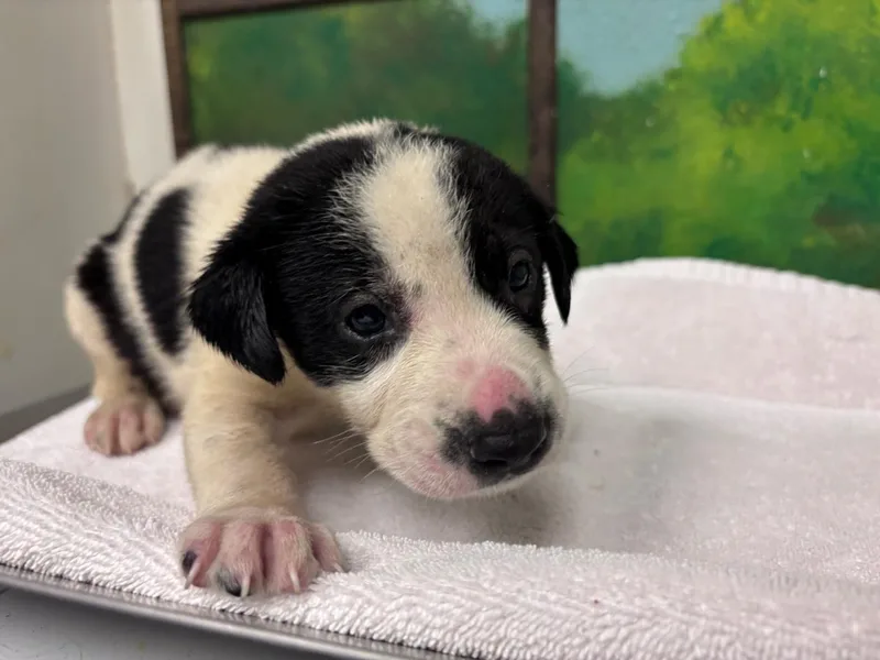 A baby small-sized female German Shepherd Dog dog named Darcie for adoption in Houston, TX
