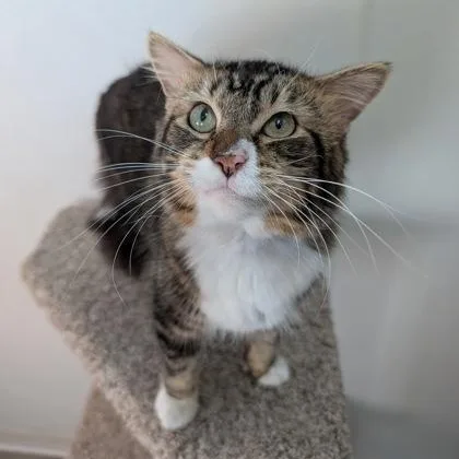 A young medium-sized male Tabby (Brown / Chocolate) Domestic Medium Hair cat named Evan for adoption in Rochester, MN