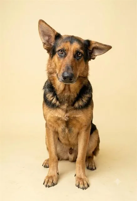 An adult large-sized female Mixed Breed dog named Baby for adoption in Jacksonville, FL
