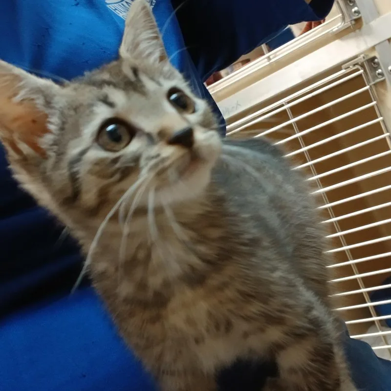 A baby small-sized female Brown / Chocolate Domestic Short Hair cat named Ricki for adoption in Blue Ridge, GA