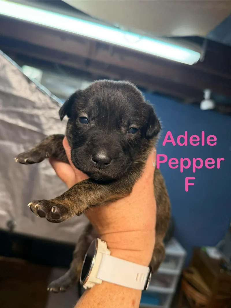 A baby small-sized female Plott Hound dog named Adele Pepper for adoption in St. Clair Shores, MI