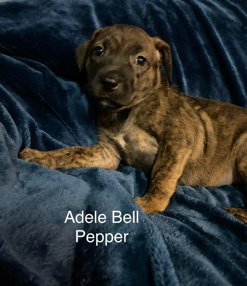 Adele Pepper thumbnail 2
