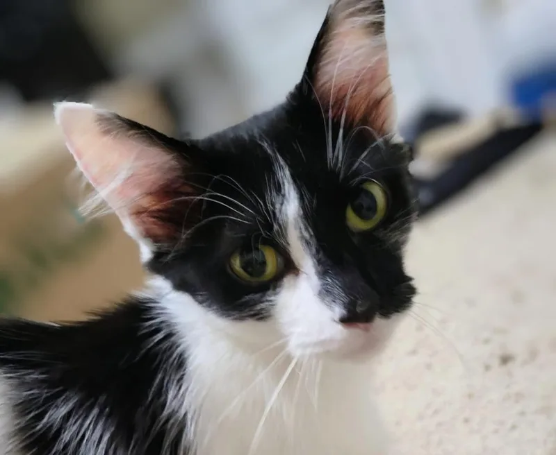 A young medium-sized female Manx cat named Missy for adoption in Evans, GA