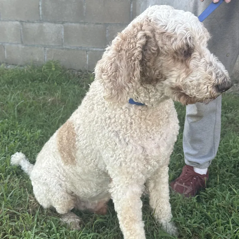 A senior large-sized male White / Cream Labradoodle dog named Finn Local Sept for adoption in Brookshire, TX