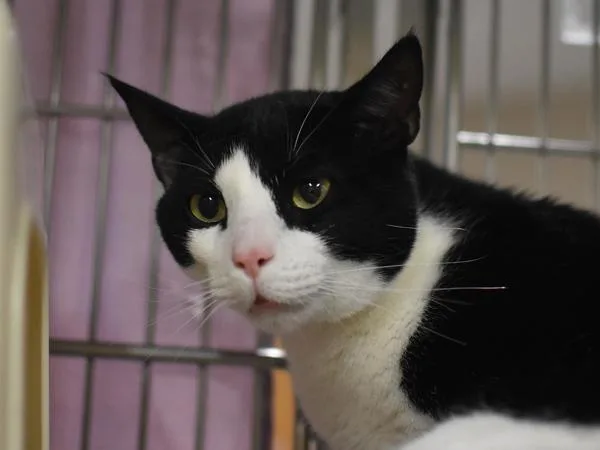 A young extra large-sized male Domestic Short Hair cat named Grayson for adoption in Portland, OR